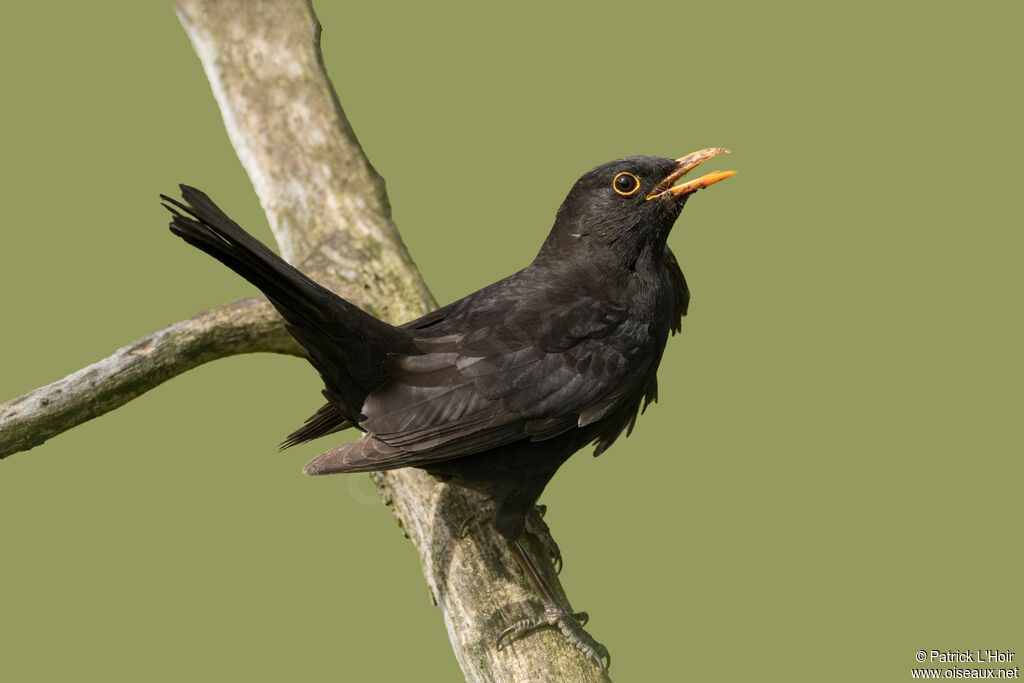 Common Blackbird male adult breeding