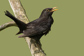 Common Blackbird