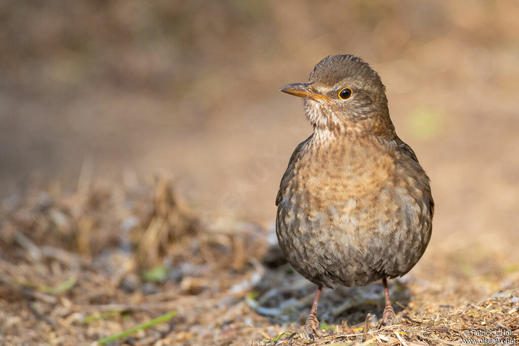 Common Blackbird female adult post breeding