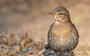 Common Blackbird