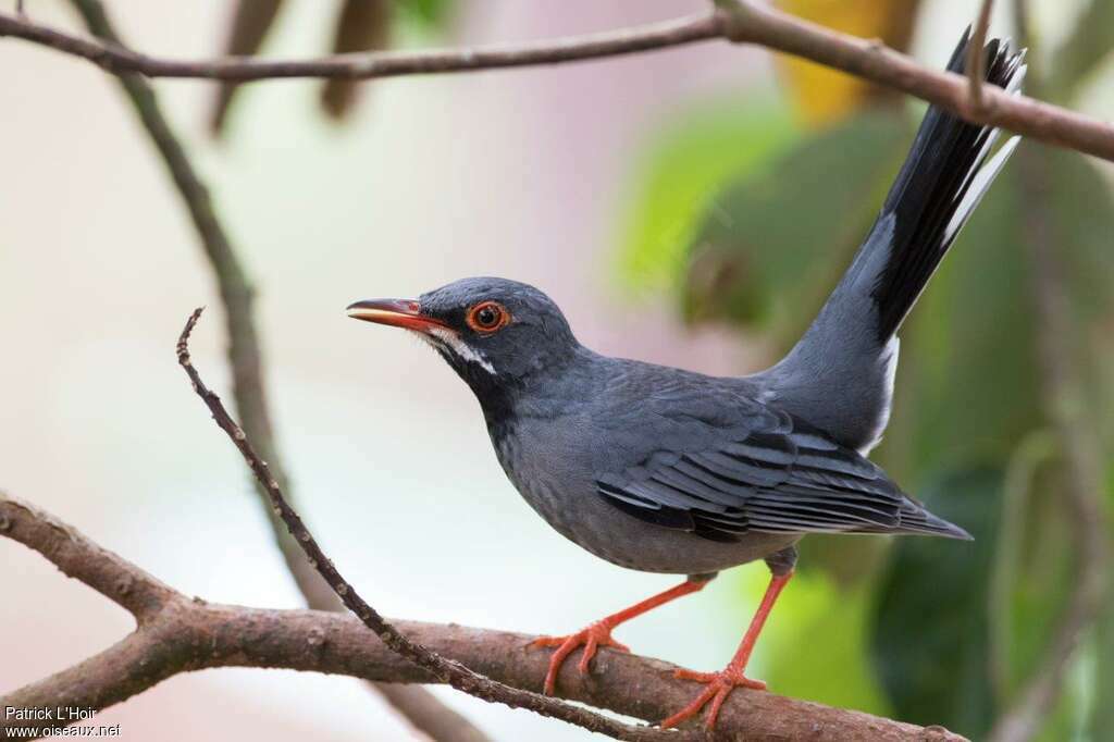 Red-legged Thrushadult, Behaviour