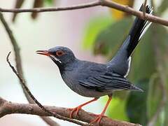 Red-legged Thrush