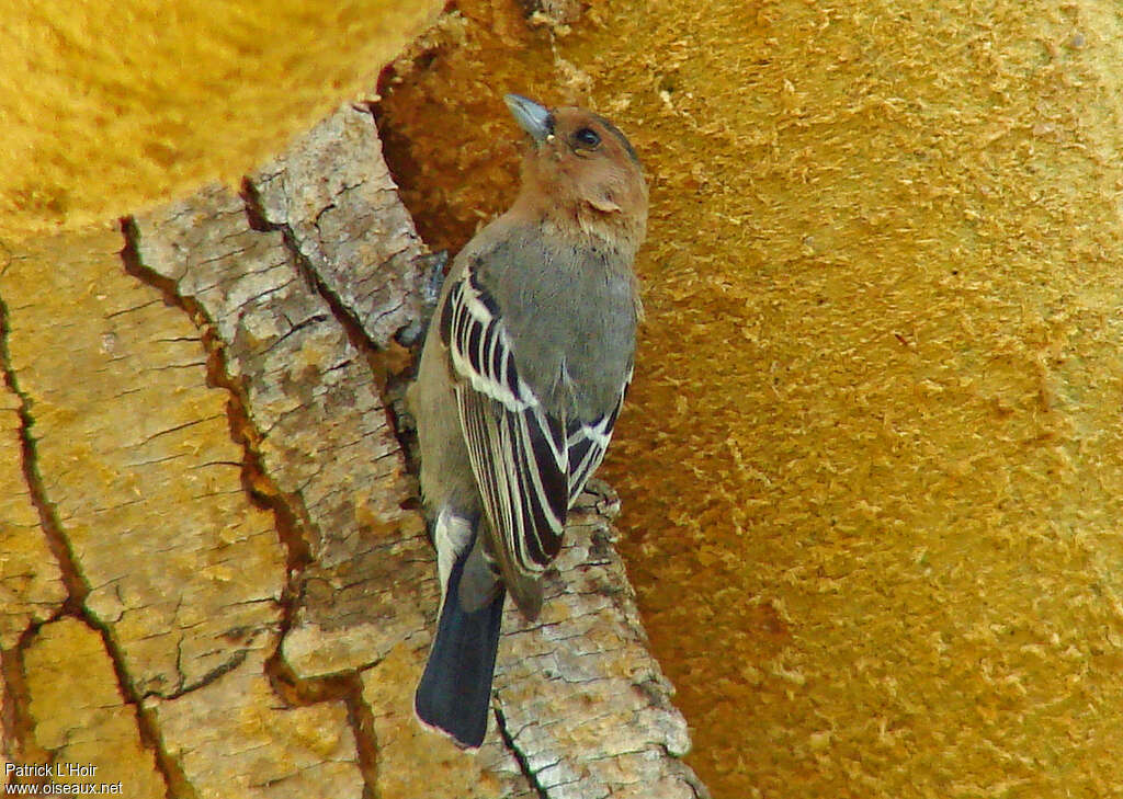 Mésange à gorge rousseadulte, Nidification