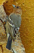 Red-throated Tit