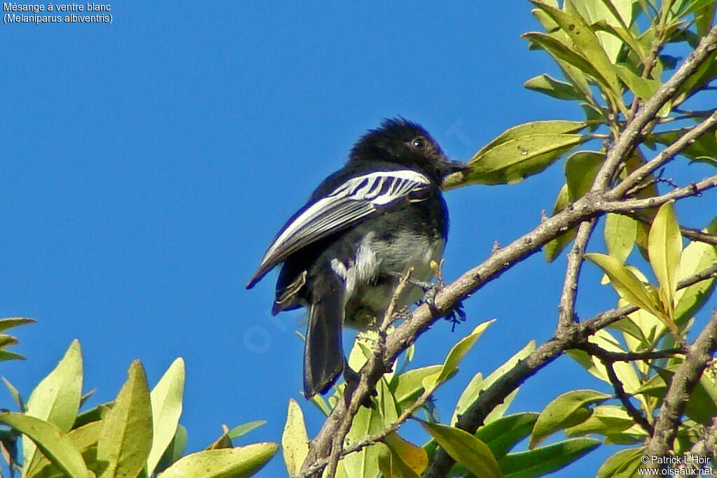 Mésange à ventre blanc