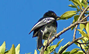 White-bellied Tit