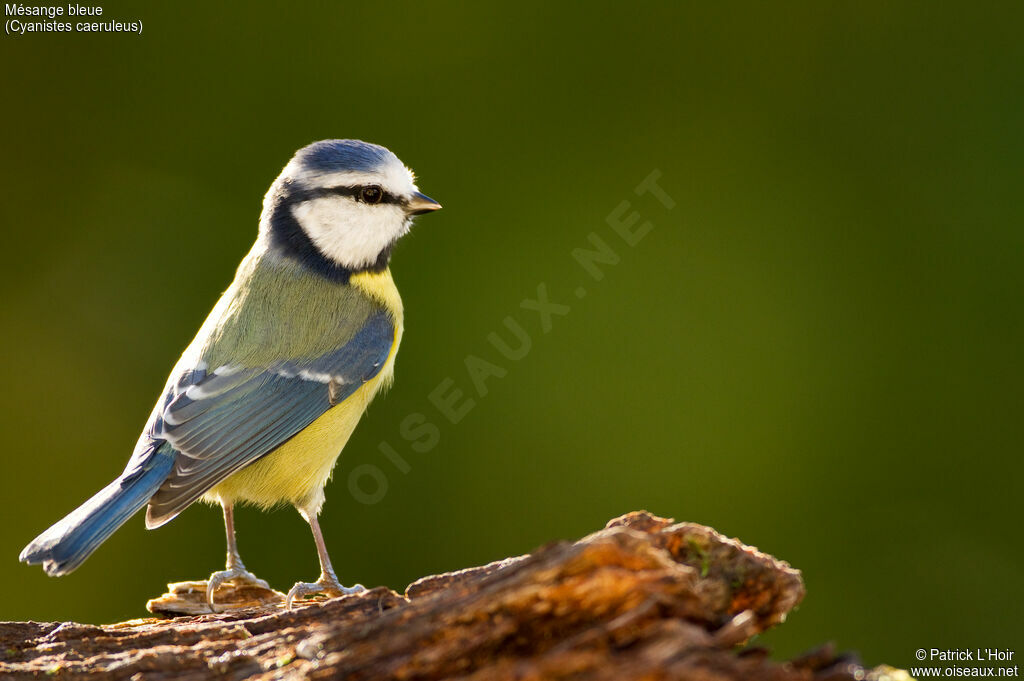 Mésange bleue