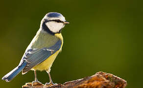 Eurasian Blue Tit