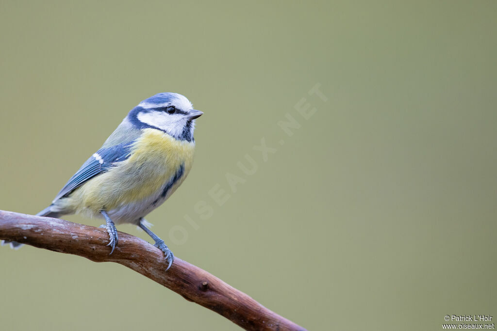 Mésange bleue