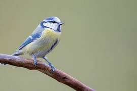 Eurasian Blue Tit