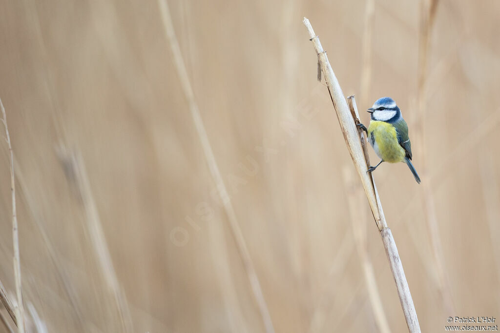 Mésange bleue