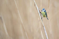 Mésange bleue