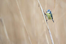 Mésange bleue