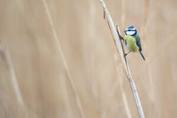 Mésange bleue