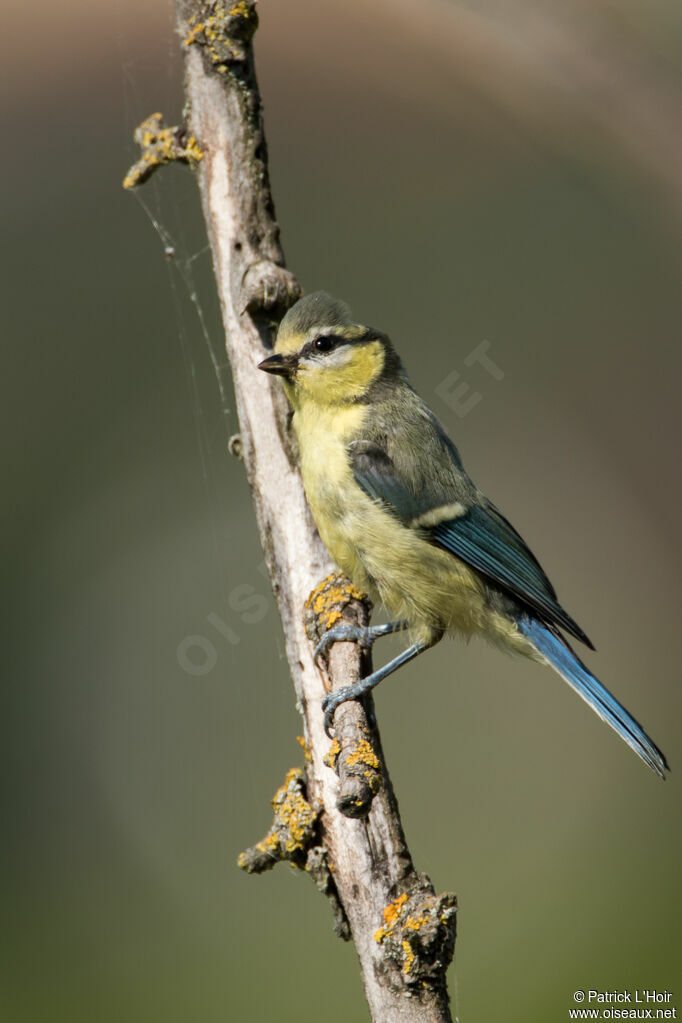 Eurasian Blue Titjuvenile