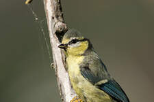 Mésange bleue