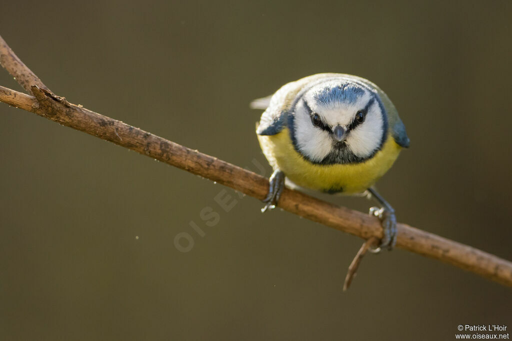 Mésange bleue