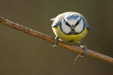 Mésange bleue