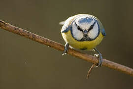 Eurasian Blue Tit