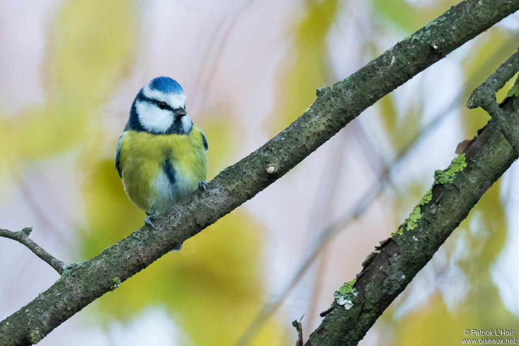 Mésange bleue