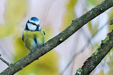 Mésange bleue