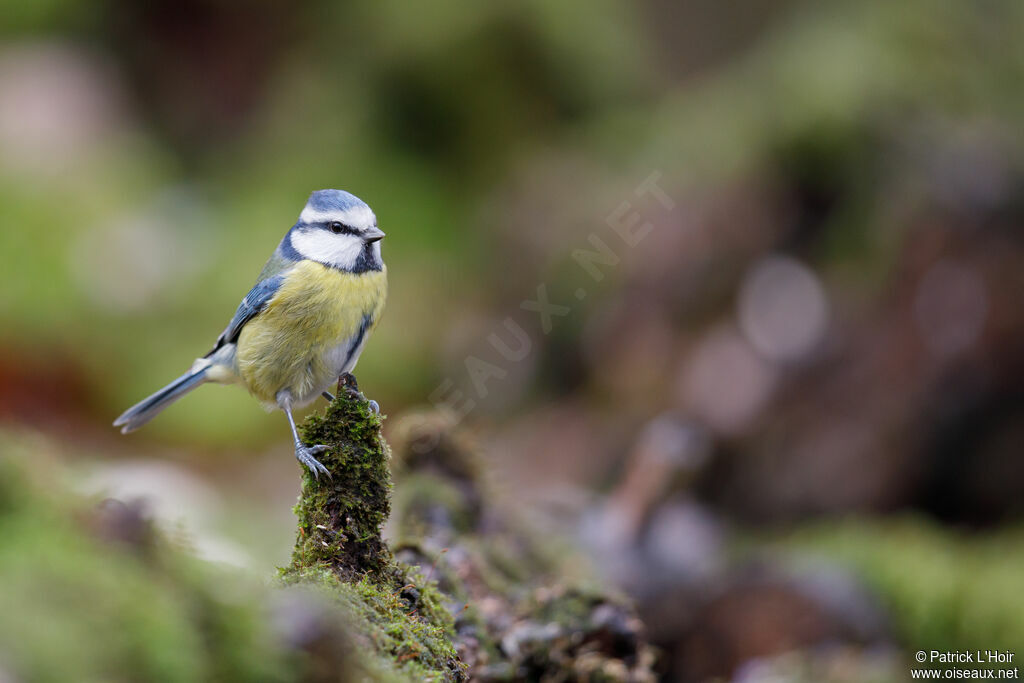 Mésange bleue