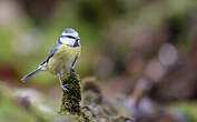 Mésange bleue