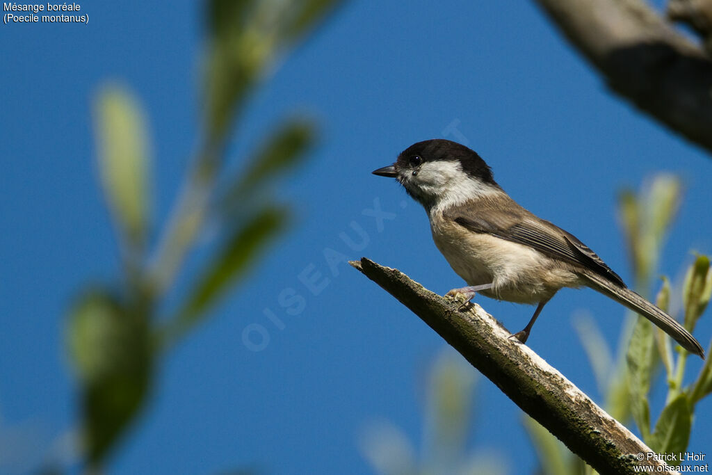 Willow Tit