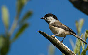 Willow Tit