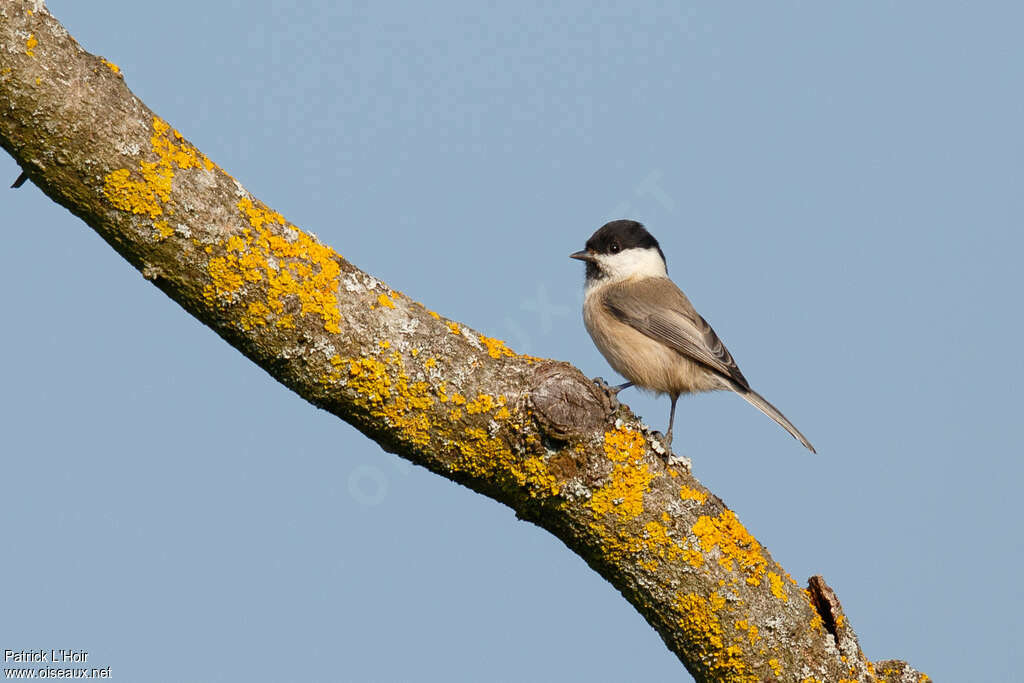 Willow Titadult, identification