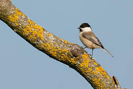 Willow Tit