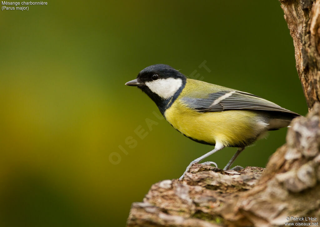 Mésange charbonnière