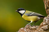 Mésange charbonnière