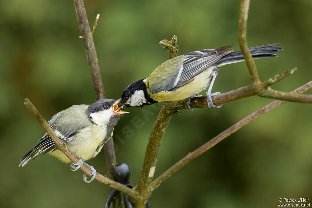 Great Tit