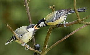 Great Tit