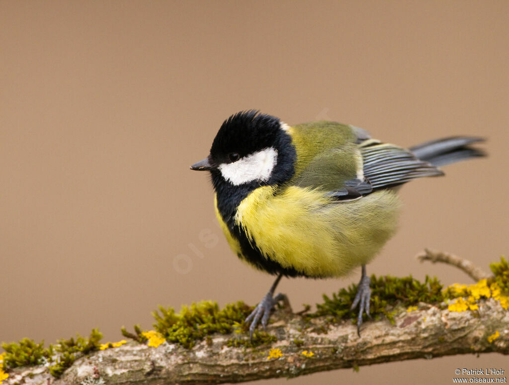 Mésange charbonnière