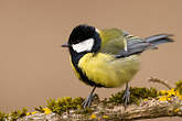 Mésange charbonnière