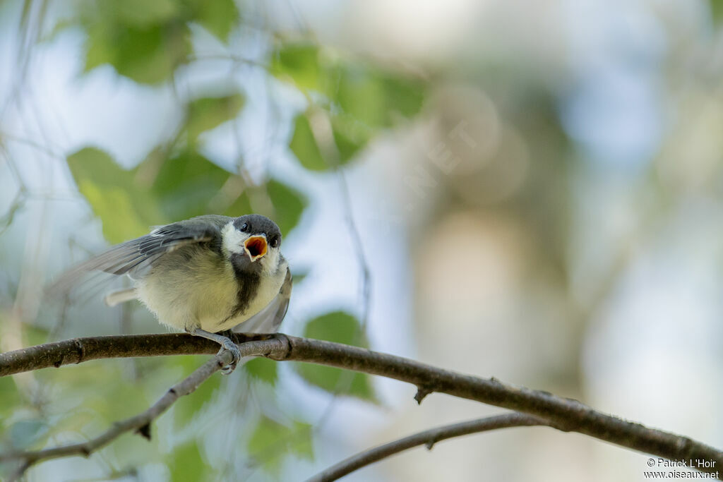 Mésange charbonnièrejuvénile