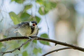 Great Tit