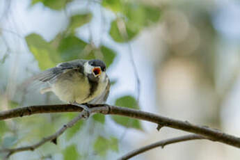 Mésange charbonnière