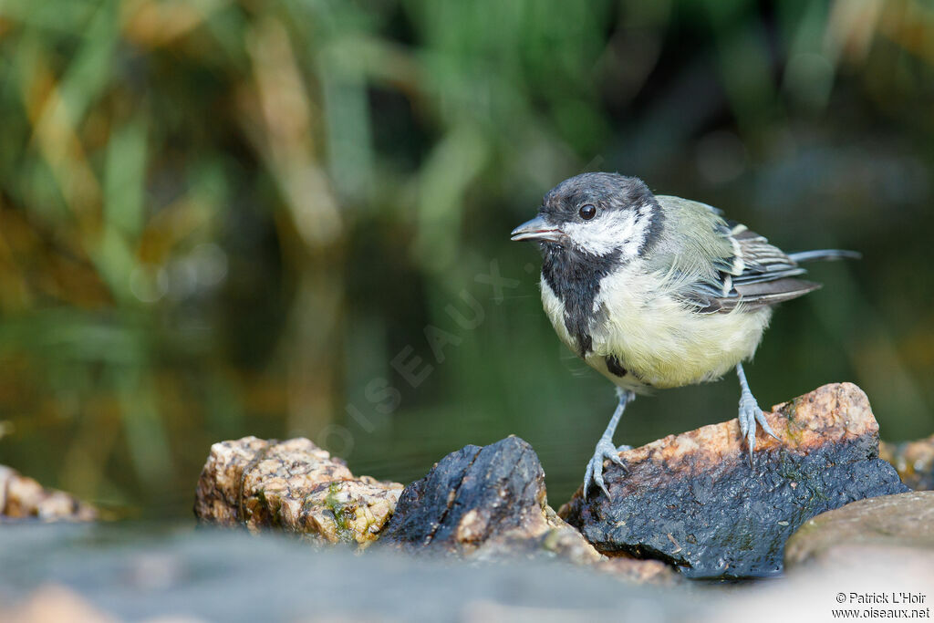 Mésange charbonnière