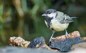 Great Tit