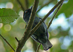 Dusky Tit