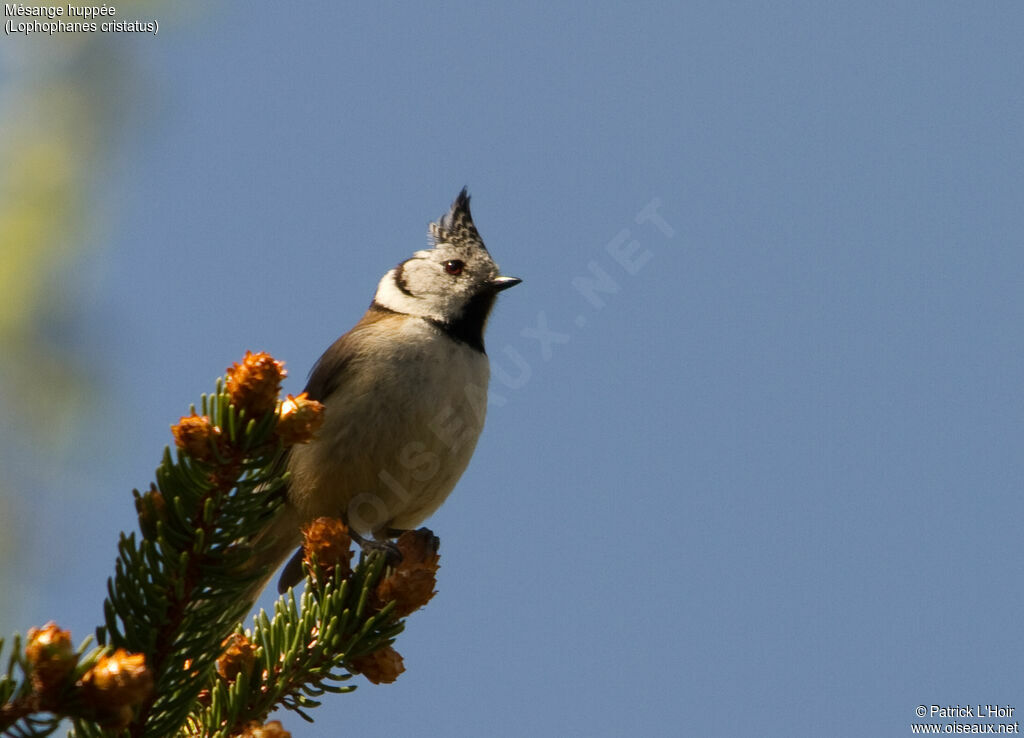 Mésange huppée