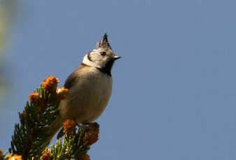 Mésange huppée