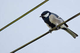 Cinereous Tit