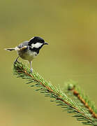 Coal Tit