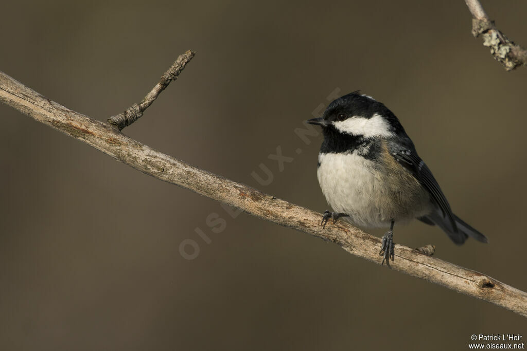 Coal Tit