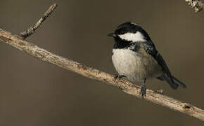 Coal Tit