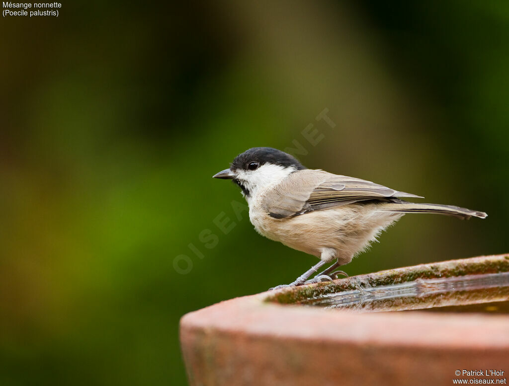 Mésange nonnette